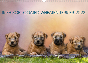 IRISH SOFT COATED WHEATEN TERRIER 2023 (Wandkalender 2023 DIN A3 quer) von Mirsberger www.tierpfoto.de,  Annett