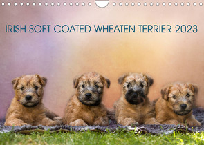 IRISH SOFT COATED WHEATEN TERRIER 2023 (Wandkalender 2023 DIN A4 quer) von Mirsberger www.tierpfoto.de,  Annett