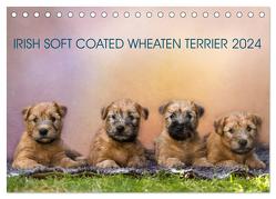 IRISH SOFT COATED WHEATEN TERRIER 2024 (Tischkalender 2024 DIN A5 quer), CALVENDO Monatskalender von Mirsberger www.tierpfoto.de,  Annett