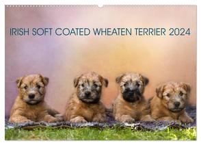 IRISH SOFT COATED WHEATEN TERRIER 2024 (Wandkalender 2024 DIN A2 quer), CALVENDO Monatskalender von Mirsberger www.tierpfoto.de,  Annett