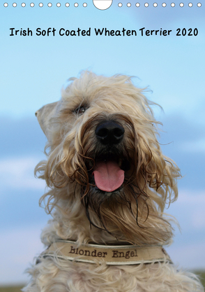 Irish Soft Coated Wheaten Terrier Kalender 2020 (Wandkalender 2020 DIN A4 hoch) von Eitzenberger,  Anja