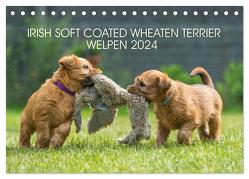 IRISH SOFT COATED WHEATEN TERRIER WELPEN 2024 (Tischkalender 2024 DIN A5 quer), CALVENDO Monatskalender von Mirsberger,  Annett