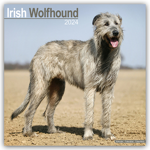 Irish Wolfhound – Irischer Wolfshund 2024 – 16-Monatskalender