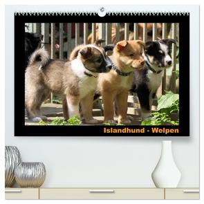 Islandhund – Welpen / CH-Version (hochwertiger Premium Wandkalender 2024 DIN A2 quer), Kunstdruck in Hochglanz von Angelika Möthrath,  JAMFoto