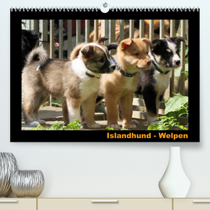 Islandhund – Welpen / CH-Version (Premium, hochwertiger DIN A2 Wandkalender 2022, Kunstdruck in Hochglanz) von Angelika Möthrath,  JAMFoto