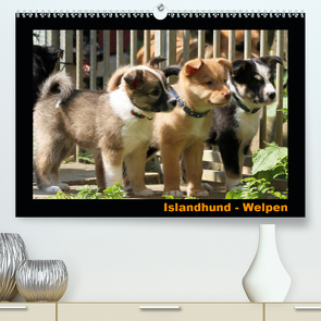 Islandhund – Welpen / CH-Version (Premium, hochwertiger DIN A2 Wandkalender 2020, Kunstdruck in Hochglanz) von Angelika Möthrath,  JAMFoto