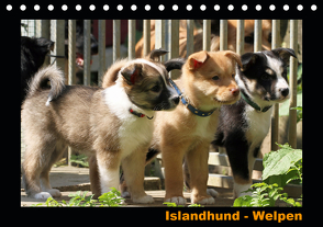 Islandhund – Welpen / CH-Version (Tischkalender 2021 DIN A5 quer) von Angelika Möthrath,  JAMFoto