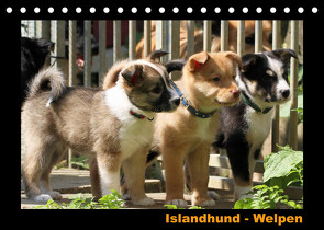 Islandhund – Welpen / CH-Version (Tischkalender 2022 DIN A5 quer) von Angelika Möthrath,  JAMFoto