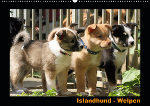 Islandhund – Welpen / CH-Version (Wandkalender 2021 DIN A2 quer) von Angelika Möthrath,  JAMFoto