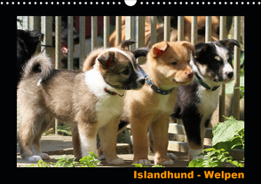 Islandhund – Welpen / CH-Version (Wandkalender 2021 DIN A3 quer) von Angelika Möthrath,  JAMFoto