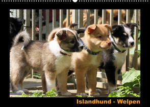 Islandhund – Welpen / CH-Version (Wandkalender 2022 DIN A2 quer) von Angelika Möthrath,  JAMFoto