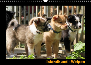 Islandhund – Welpen / CH-Version (Wandkalender 2022 DIN A3 quer) von Angelika Möthrath,  JAMFoto