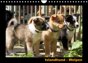 Islandhund – Welpen / CH-Version (Wandkalender 2022 DIN A4 quer) von Angelika Möthrath,  JAMFoto