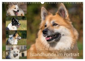 Islandhunde im Portrait (Wandkalender 2024 DIN A3 quer), CALVENDO Monatskalender von Scheurer,  Monika