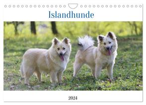 Islandhunde (Wandkalender 2024 DIN A4 quer), CALVENDO Monatskalender von Neusinger-Wenst,  Tonja