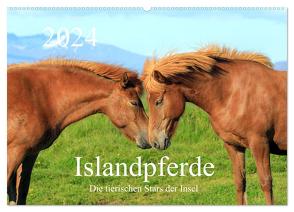 Islandpferde – Die tierischen Stars der Insel (Wandkalender 2024 DIN A2 quer), CALVENDO Monatskalender von Grosskopf,  Rainer