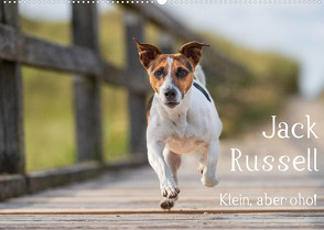 Jack Russell – Klein, aber oho! (Wandkalender 2022 DIN A2 quer) von Mirsberger tierpfoto.de,  Annett