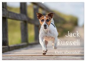 Jack Russell – Klein, aber oho! (Wandkalender 2024 DIN A2 quer), CALVENDO Monatskalender von Mirsberger tierpfoto.de,  Annett