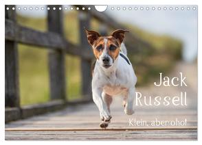 Jack Russell – Klein, aber oho! (Wandkalender 2024 DIN A4 quer), CALVENDO Monatskalender von Mirsberger tierpfoto.de,  Annett