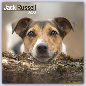 Jack Russell Terrier 2023 – 16-Monatskalender