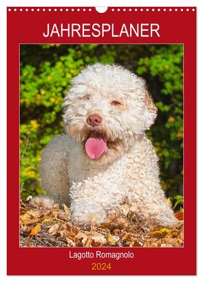 Jahresplaner Lagotto Romagnolo (Wandkalender 2024 DIN A3 hoch), CALVENDO Monatskalender von Starick,  Sigrid