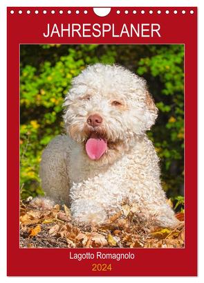 Jahresplaner Lagotto Romagnolo (Wandkalender 2024 DIN A4 hoch), CALVENDO Monatskalender von Starick,  Sigrid