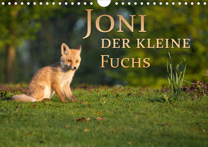 Joni, der kleine Fuchs (Wandkalender 2021 DIN A4 quer) von Zerletti,  Marcello