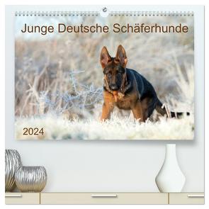 Junge Deutsche Schäferhunde (hochwertiger Premium Wandkalender 2024 DIN A2 quer), Kunstdruck in Hochglanz von Schiller,  Petra