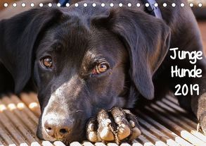 Junge Hunde / 2019 (Tischkalender 2019 DIN A5 quer) von Jaeger,  Carsten