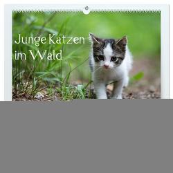 Junge Katzen im Wald (hochwertiger Premium Wandkalender 2024 DIN A2 quer), Kunstdruck in Hochglanz von Oldani,  Dorothea