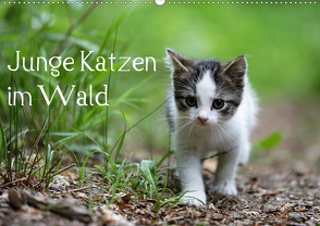 Junge Katzen im Wald (Wandkalender 2021 DIN A2 quer) von Oldani,  Dorothea