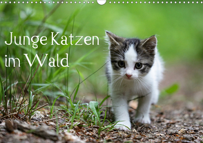 Junge Katzen im Wald (Wandkalender 2021 DIN A3 quer) von Oldani,  Dorothea