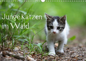 Junge Katzen im Wald (Wandkalender 2022 DIN A3 quer) von Oldani,  Dorothea