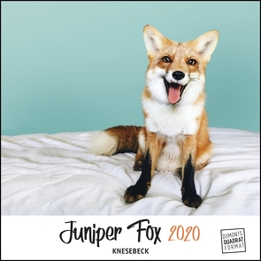 Juniper Fox 2020 – Ein Fuchs zum Verlieben – Tierkalender mit dem berühmtesten Fuchs im Internet – Quadratformat 24 x 24 cm von Coker,  Jessica, DUMONT Kalenderverlag