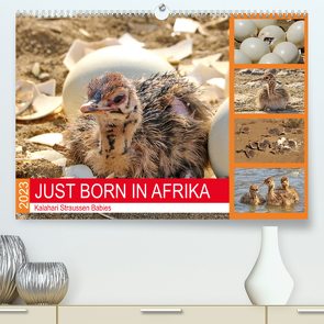 JUST BORN IN AFRIKA Kalahari Straussen Babies (Premium, hochwertiger DIN A2 Wandkalender 2023, Kunstdruck in Hochglanz) von Fraatz,  Barbara