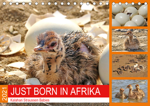 JUST BORN IN AFRIKA Kalahari Straussen Babies (Tischkalender 2021 DIN A5 quer) von Fraatz,  Barbara