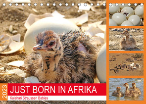 JUST BORN IN AFRIKA Kalahari Straussen Babies (Tischkalender 2023 DIN A5 quer) von Fraatz,  Barbara