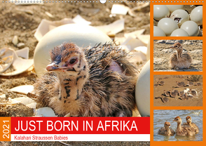 JUST BORN IN AFRIKA Kalahari Straussen Babies (Wandkalender 2021 DIN A2 quer) von Fraatz,  Barbara