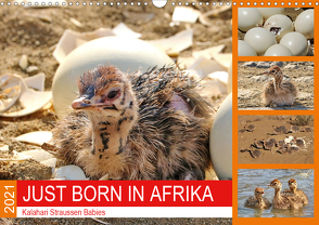 JUST BORN IN AFRIKA Kalahari Straussen Babies (Wandkalender 2021 DIN A3 quer) von Fraatz,  Barbara