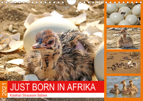 JUST BORN IN AFRIKA Kalahari Straussen Babies (Wandkalender 2021 DIN A4 quer) von Fraatz,  Barbara