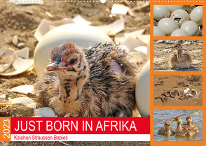 JUST BORN IN AFRIKA Kalahari Straussen Babies (Wandkalender 2023 DIN A2 quer) von Fraatz,  Barbara