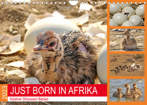 JUST BORN IN AFRIKA Kalahari Straussen Babies (Wandkalender 2023 DIN A4 quer) von Fraatz,  Barbara