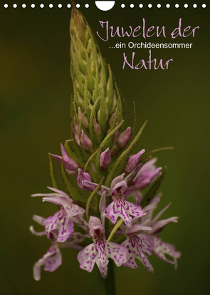 Juwelen der Natur – Ein Orchideensommer (Wandkalender 2023 DIN A4 hoch) von Stamm,  Dirk