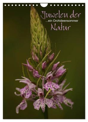 Juwelen der Natur – Ein Orchideensommer (Wandkalender 2024 DIN A4 hoch), CALVENDO Monatskalender von Stamm,  Dirk