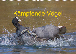 Kämpfende Vögel (Wandkalender 2023 DIN A2 quer) von Martin (GDT),  Wilfried