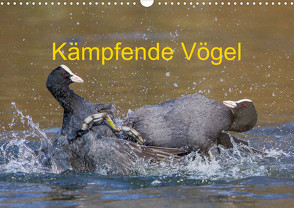 Kämpfende Vögel (Wandkalender 2023 DIN A3 quer) von Martin (GDT),  Wilfried