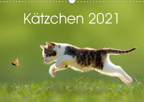 Kätzchen 2021 (Wandkalender 2021 DIN A3 quer) von LEOBA