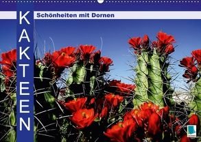 Kakteen: Schönheiten mit Dornen (Wandkalender 2018 DIN A2 quer) von CALVENDO