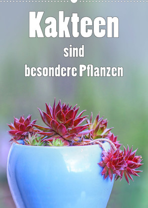 Kakteen sind besondere Pflanzen (Wandkalender 2022 DIN A2 hoch) von Brunner-Klaus,  Liselotte