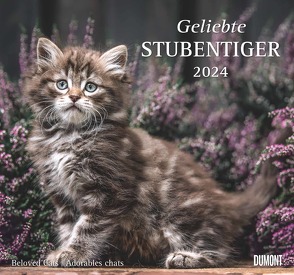 Geliebte Stubentiger 2024 – DUMONT Wandkalender – mit den wichtigsten Feiertagen – Format 38,0 x 35,5 cm